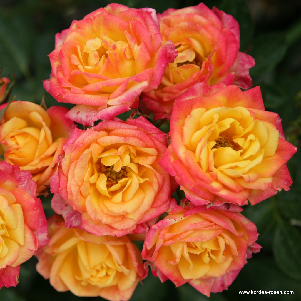 Роза миниатюрная Литтл Сансет штамб 60